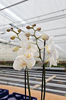 White orchidaceae in greenhouse