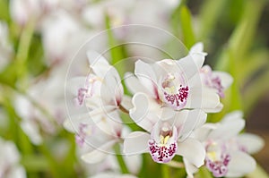 White orchidaceae with purple freckles