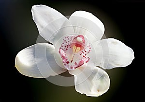 White orchidea photo