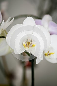 White orchidea phalenopsis macro flower fifty megapixels family orchidaceae