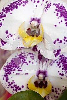 White orchidea phalenopsis macro flower fifty megapixels family orchidaceae