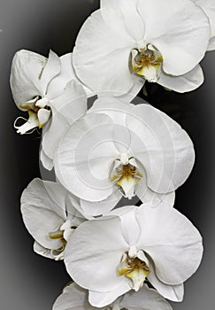 White Orchids