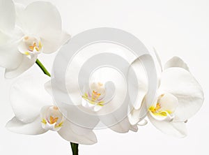 White orchids