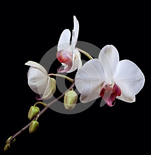 White orchids