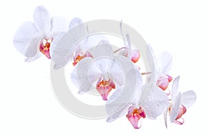 White orchids