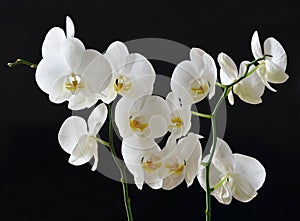 White orchids