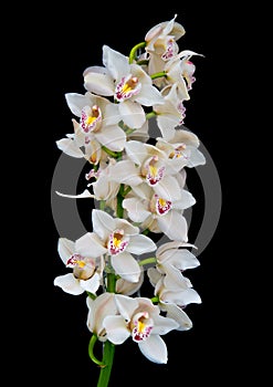 White orchids