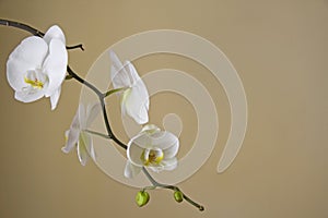 White orchids