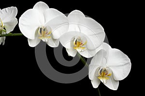 White Orchids on Black