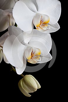 White orchids on black background