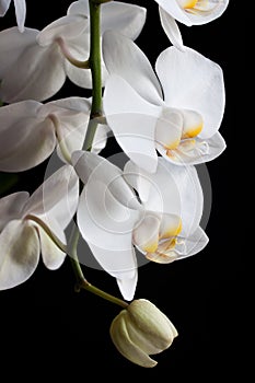 White orchids on black background