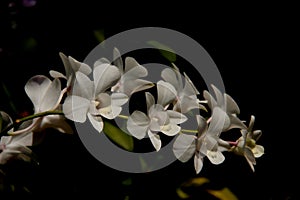 White Orchids With Black Background