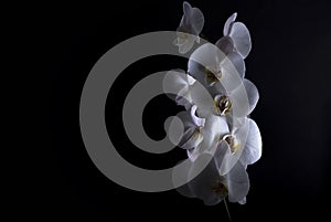 White orchids on black background