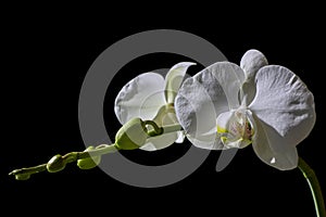 White Orchids  on a Black Background with Copy Space on the Image