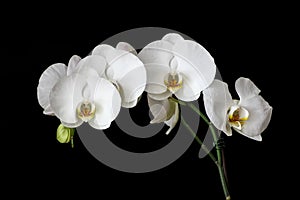 White Orchids with Black Background