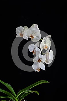 White Orchids on Black Background