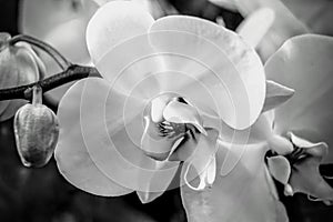 White orchids. Black and white