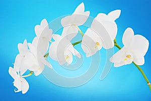 White orchids on blue background