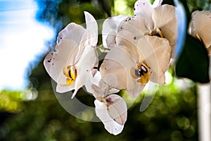 White orchids and blue sky