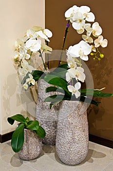 White orchids in designer vases