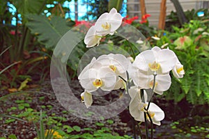 White Orchids In Tropical Garden