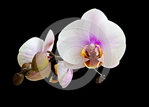 White orchids flowers it is isolated on a black background