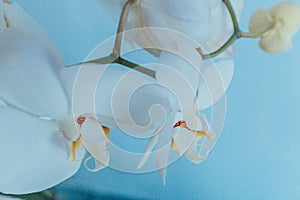 White orchids flowers on light blue background close up. Phalaenopsis orchid of white color on a light blue background