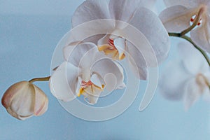 White orchids flowers on sky blue background, close up. A bloom phalaenopsis plant