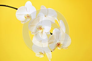 White orchids flowers on vibrant yellow background.