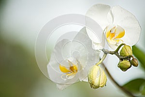 White Orchids photo