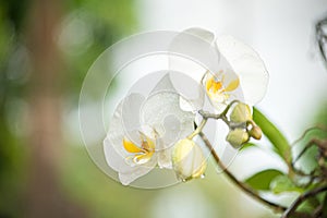White Orchids photo