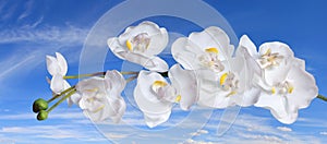 White Orchids over Blue Sky