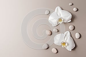 White orchids and pebble stones flat lay, floral beige background, copy space