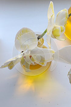 White orchids of Phalaenopsis genus with yellow petal veins caused by pouring stalk into yellow coloured water.