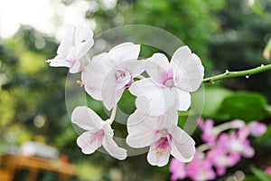 White orchids