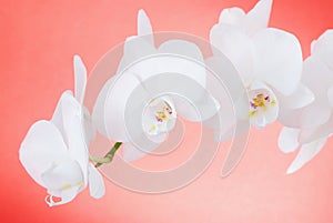 White orchids on red background