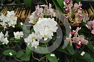 White orchids with stalks are very famous and popular in Thailand