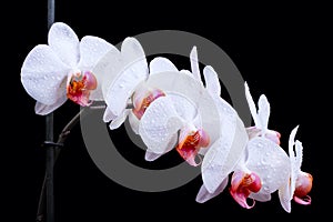 White orchids steam