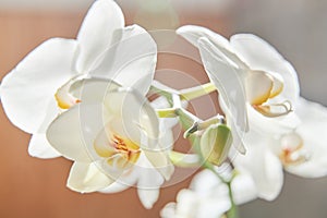White orchids on sun light, the green bud, a new flower, a butterfly, macro, Phalaenopsis, Doritis, Grafia, Kingidium, Kingiella,