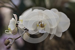 White orchids in Toronto Orchid show