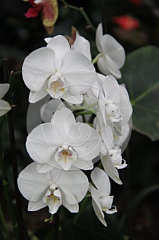 White Orchids Tropical Flowers