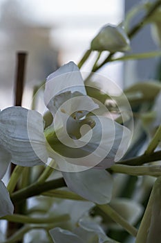 White orchids in a vase on the windowsill