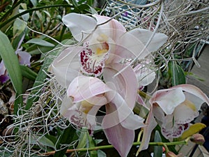 White orchids, white flowers, exotic flowers