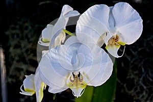 White orchids