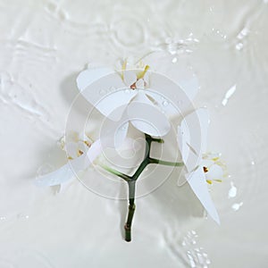 White orchids with yellow centers on a white background,