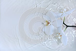 White orchids with yellow centers on a white background,