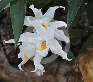 White Orchids With Yellow Centres