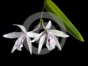 White orchird on black background