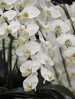 White orcid beautiful flower