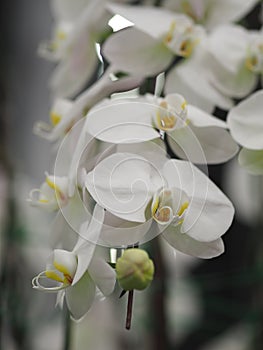 White orcid beautiful flower